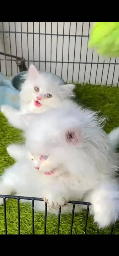 Quality Persian Punch face cat & kitten =03205959094=Whatsapp