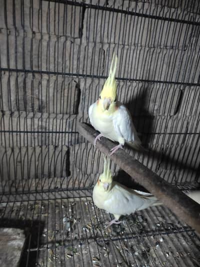 Cream Cocktail Red eyes breeder pair For sale  | Common White