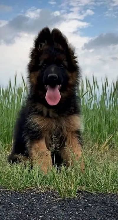 German Shepherd 03262839519