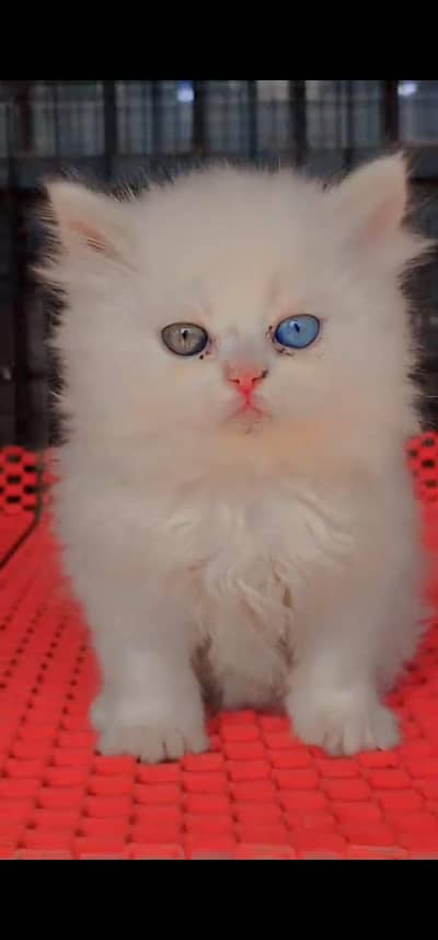 Quality Persian Punch face cat & kitten WhatsApp. 03205959094