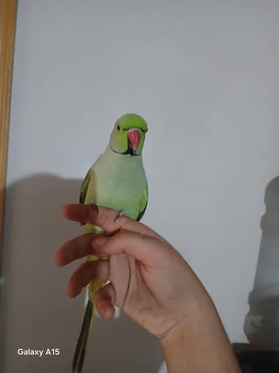 i am selling my ring neck parrot hand tame but talk8ng on mood