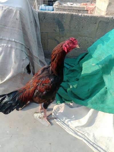 ya pura pair ha murga murgie Ka mushqi madiii ha khaki murga ha