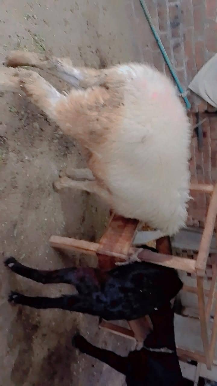 بھیڑ ساتھ 1 میل بچہ 0