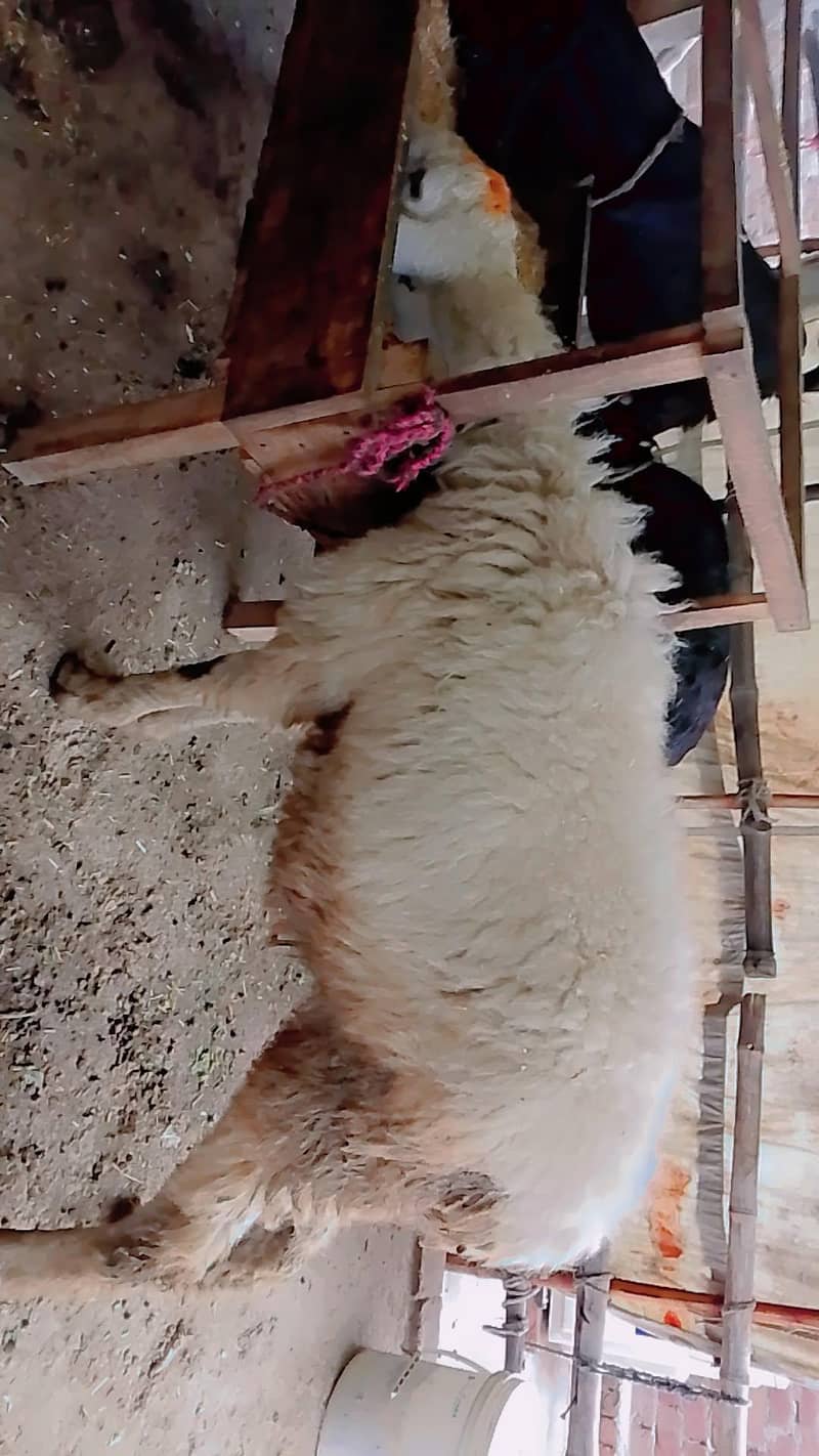 بھیڑ ساتھ 1 میل بچہ 2