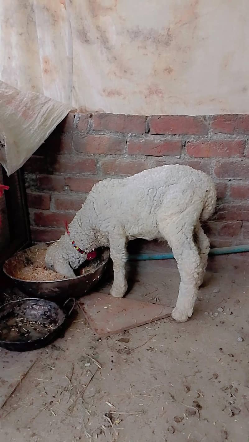 بھیڑ ساتھ 1 میل بچہ 3