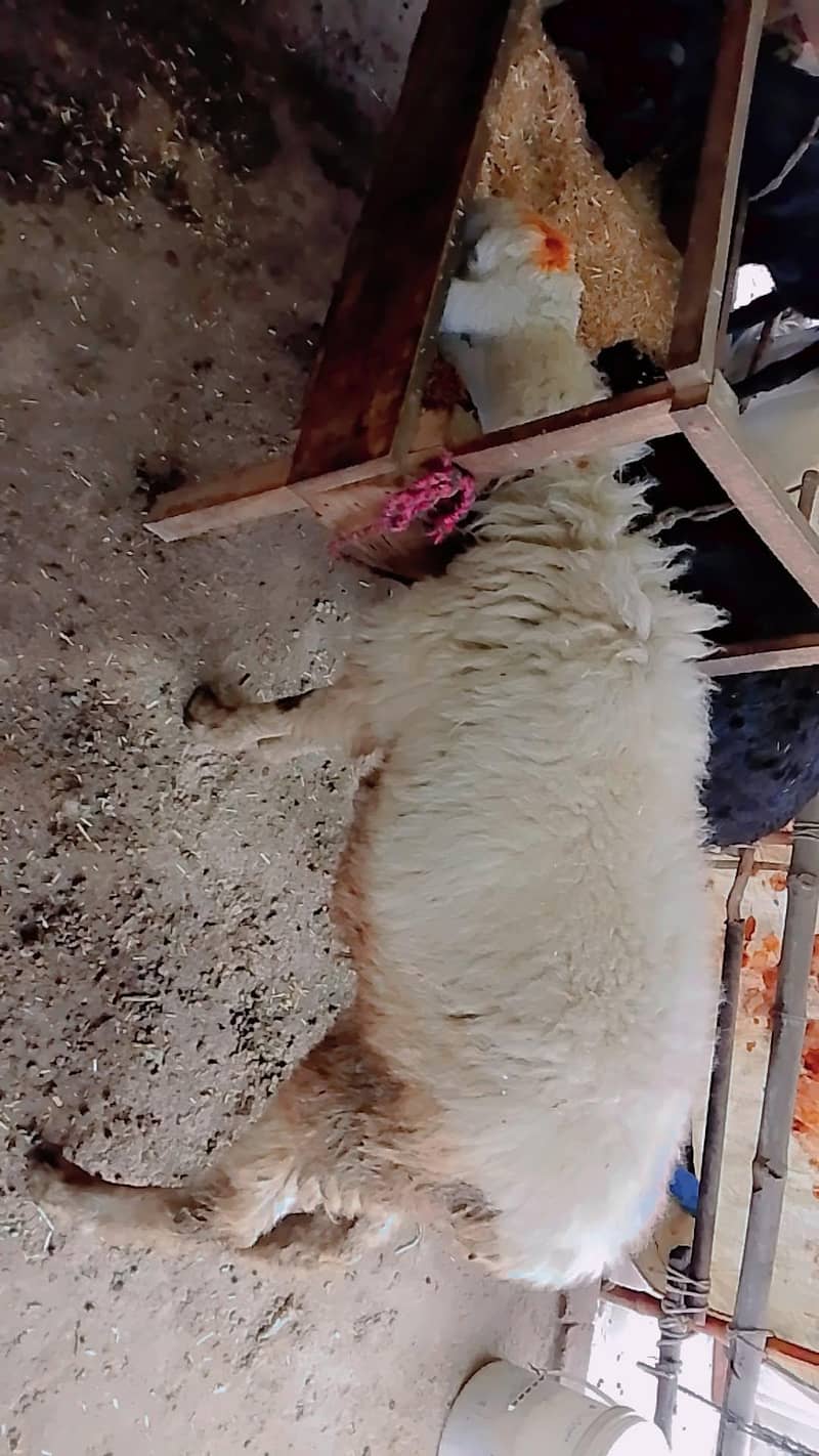 بھیڑ ساتھ 1 میل بچہ 4