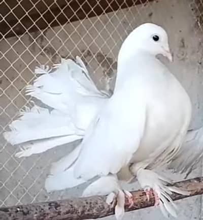 white lucky 3 p for sale pr p 1500