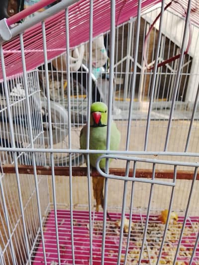 parrot for sale