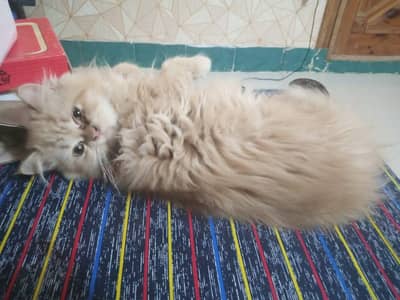 punch face female cats