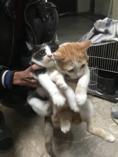 Persion cross breed cats pair