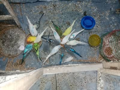 Buggies pairs with full setup for sale