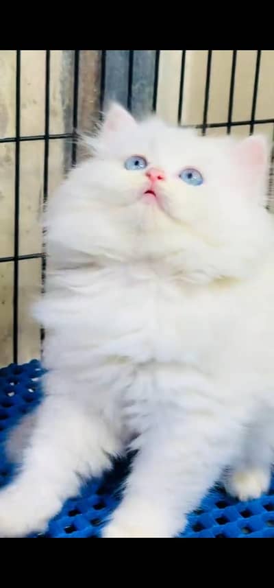 Quality Persian Punch face cat & kitten =03205959094=Whatsapp