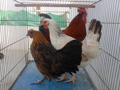 golden misri hen
