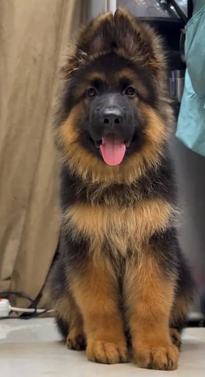 German Shepherd 03262839519