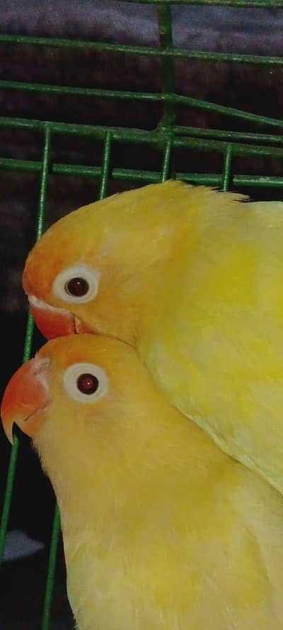 Love birds pair pinjra bi sath Dena ha