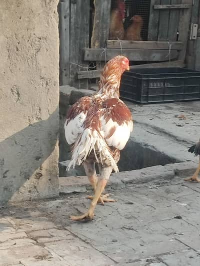 MIanwali Aseel pair age 2.5 years