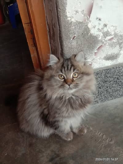 four cat one male and three female