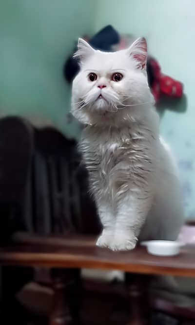 Extream punch face free Stud service. Limited offer