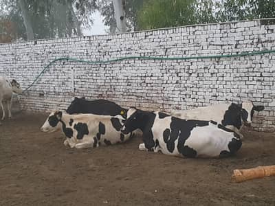 Cows / bulls /wachas / gayain  / 1Crore / 100 lakh only