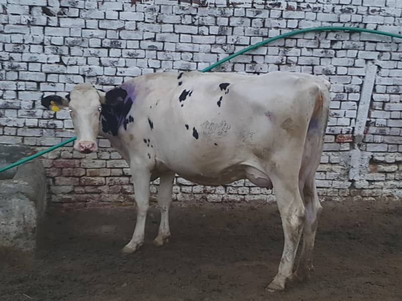 COMPLETE FARM ONLY COW5 Cows (32LAKH] / gayain / / 32 lAjkh only - Cows ...