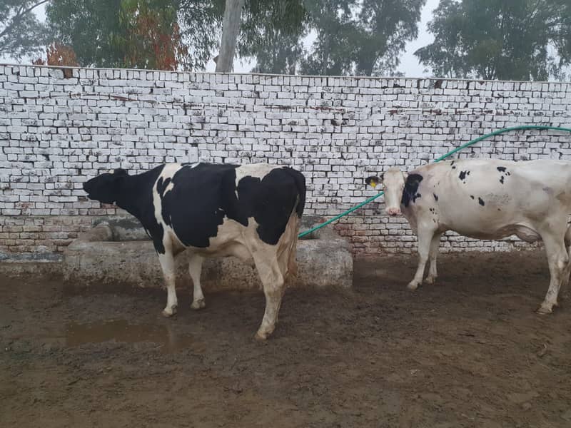 COMPLETE FARM ONLY COW5 Cows (32LAKH] / gayain / / 32 lAjkh only - Cows ...