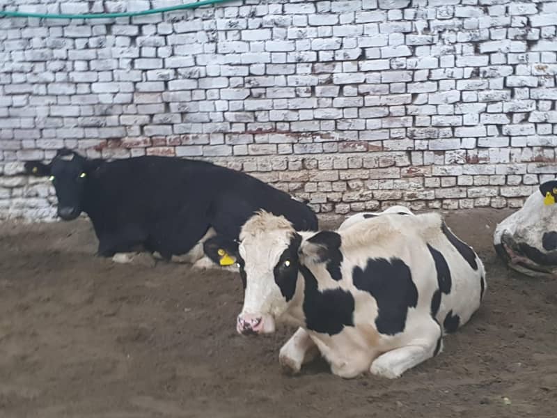 COMPLETE FARM ONLY COW5 Cows (32LAKH] / gayain / / 32 lAjkh only - Cows ...