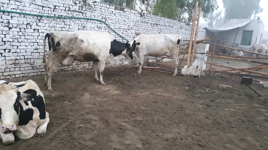 COMPLETE FARM ONLY COW5 Cows (32LAKH] / gayain / / 32 lAjkh only - Cows ...