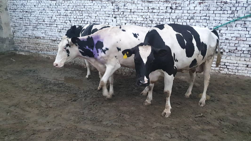 COMPLETE FARM ONLY COW5 Cows (32LAKH] / gayain / / 32 lAjkh only - Cows ...