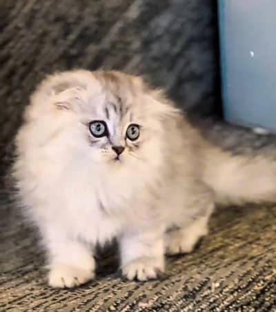 Persian cat kitten for sale my WhatsApp 03126762031