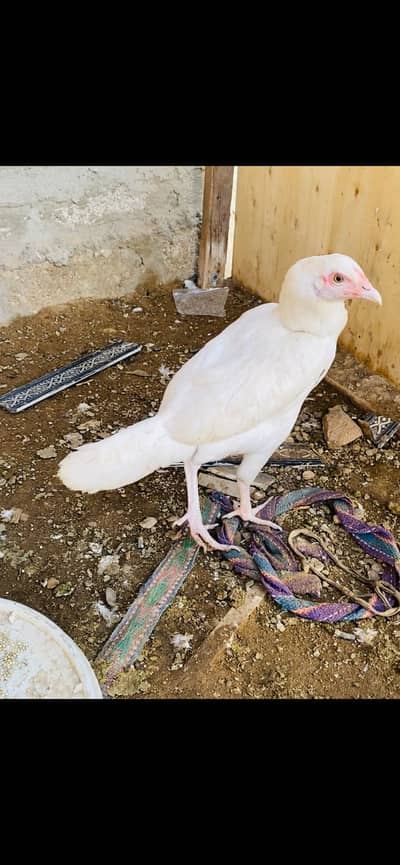 Aseel heera 1 madi 2 pathian 1 patha