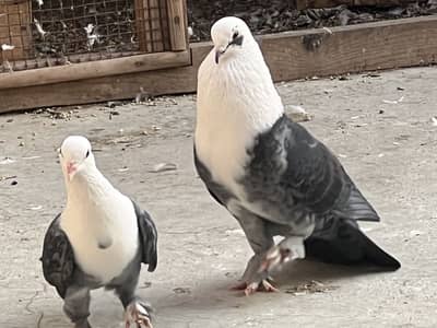 Karbalai pair sentinante pair