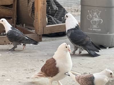 Karbalai pair sentinante pair