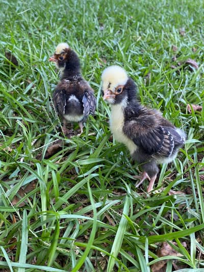 Polish chicks for sale