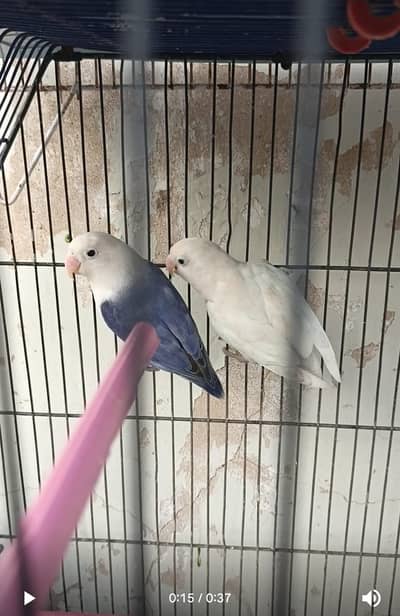 Love Birds Pair For Sale