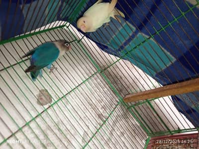 love bird breeder pair