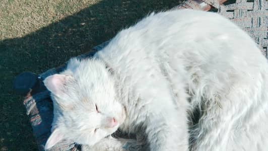 Turkish angora and Persian cross cat for sale