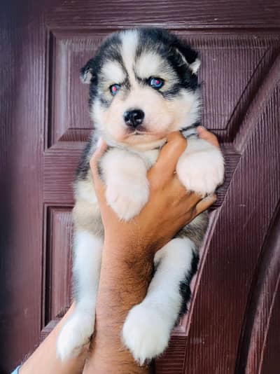 Siberian Husky puppies Available