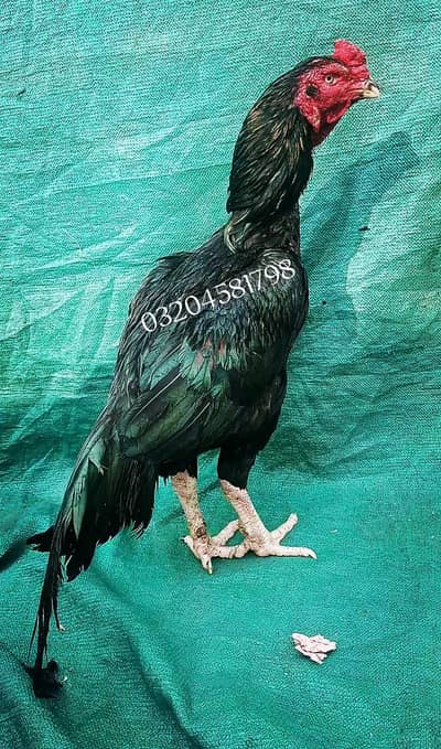 High Quality Aseel male 03204581798