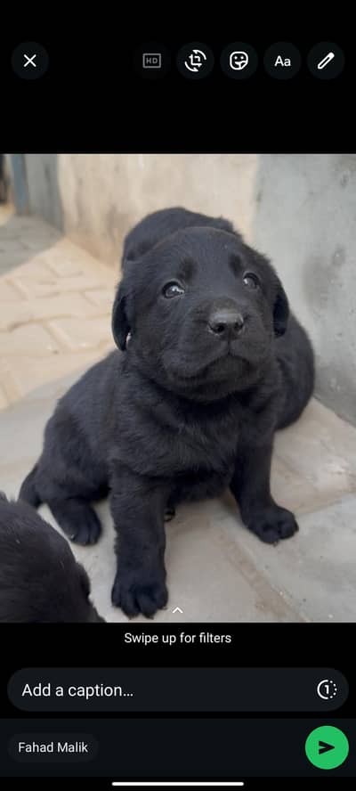 Pedigree Labrador male puppy for sale