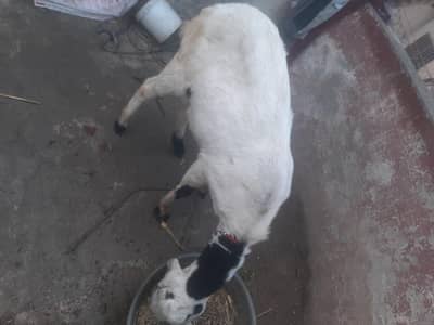 Full long height urgent sale ha