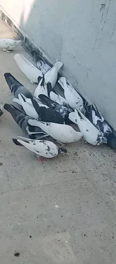 Mix breed pigeons for sale