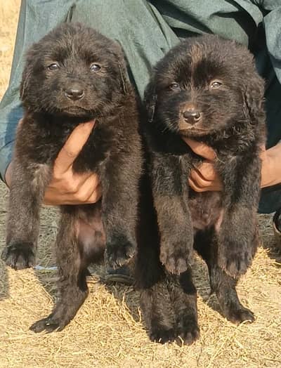 German Shepherd | Black Shepherd puppies | Long Coat Puppies | GSD