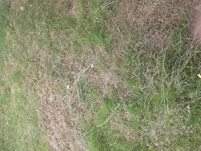 Get In Touch Now To Buy A Residential Plot In Jinnah Gardens Phase 1 Islamabad