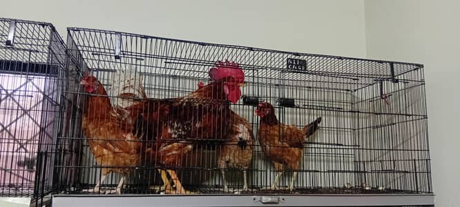 golden misri hen available ha