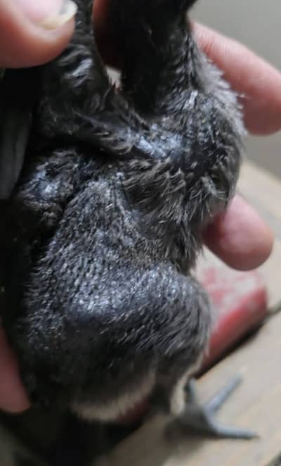 Dragon breed Available