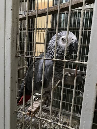 African Grey Parrot
