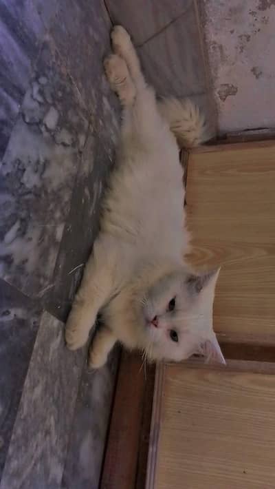 Not for sale but available for meeting