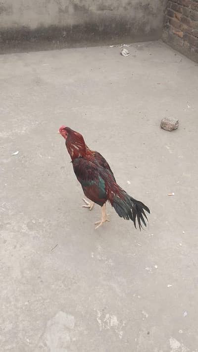 pure aseel murga for sale