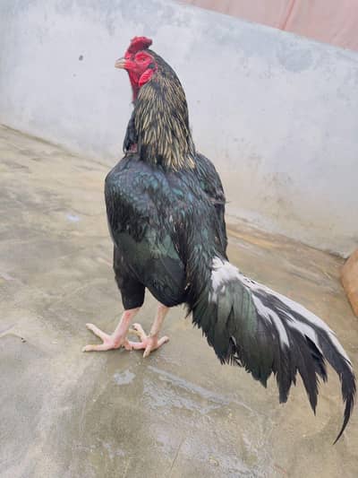Lasani Aseel Chicks For Sale Murga Murgi Pic Attach 03286919456