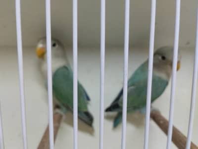 lutino parblue fisher and rosecolli pair etc